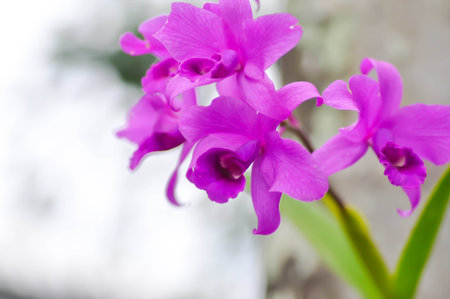 Cattleya or Cattleya lawrenceana, Sir Trevor Lawrences Cattleya or orchid or purple Cattleya or purple flowerの写真素材
