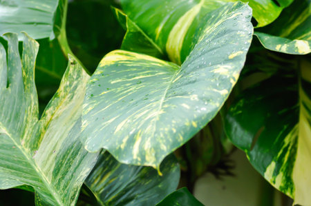 Epipremnum aureus Engl, ARACEAE or Devils Ivy or Golden Pothos or Hunters Robe or Epipremnum aureum or Araceae or bicolor leaf or bicolor plantの写真素材