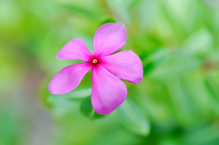 Catharanthus roseus G Don ,APOCYNACEAE or Madagascar periwinkle or Vinca or Old maid or pink flowerの写真素材