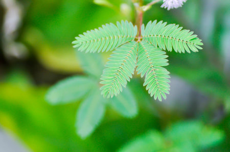Sensitive plant , Shameplant or Sleeping grass or Mimosa hispidula Kunth or Mimosa pudica L or weed...