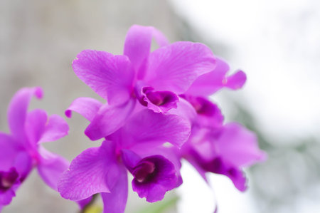 Cattleya or Cattleya lawrenceana, Sir Trevor Lawrences Cattleya or orchid or purple Cattleya or purple flowerの写真素材