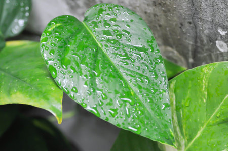 Epipremnum, Epipremnum Pinnatum Variegata or Epipremnum pinnatum variegated albo and rain droplet or dew dropの写真素材