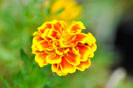 marigold or calendula flower , Tagetes erecta  L or Compositae or African Marigold or yellow flowerの写真素材