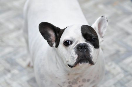 dog or french bulldog, black and white French bulldog at homeの写真素材