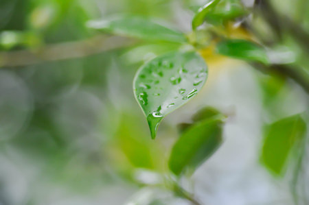banyan tree or Ficus annulata or ficus bengalensis and rain droplet or dew dropの写真素材