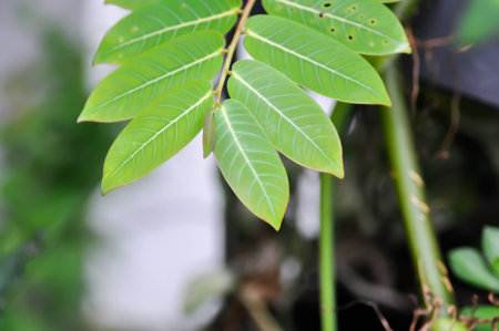Phyllanthus mirabilis , Phyllanthaceae or Phyllanthus plantの写真素材