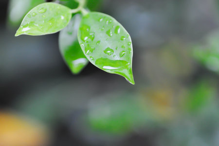 rain droplet or dew drop