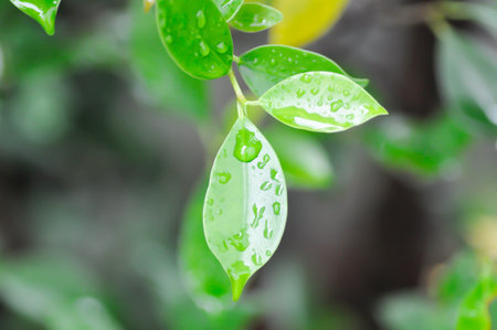 rain droplet or dew dropの写真素材