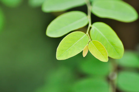 phyllanthaceae, Phyllanthus reticulatus Poir or weed plant