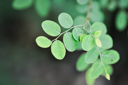 phyllanthaceae, Phyllanthus reticulatus Poir or weed plant