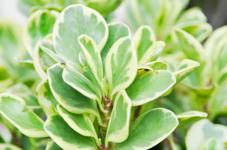 Peperomia obtusifolia, Baby Rubber Plant or Pepper Face or PIPERACEAE or bicolor plant