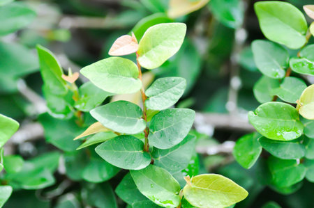 ficus pumila or climbing fig or MORACEAE in the gardenの写真素材