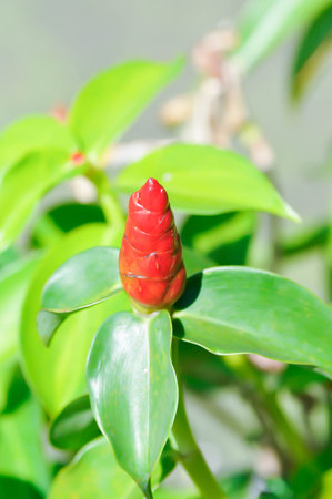 Costus speciosus, Crape ginger or Malay ginger or Spiral flag or Cheilocostus speciosus, Costaceae...