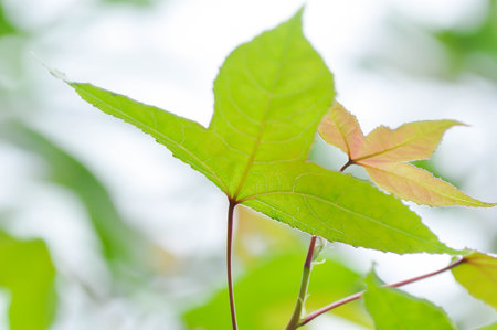 maple leaf, maple leaves or Maple tree or Acer saccharum Marsh or leaf backgroundの写真素材