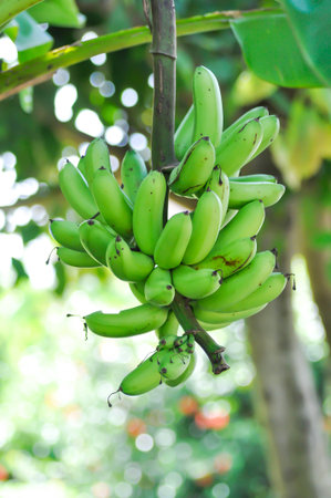 banana , Musa sapientum Linn or Kluai Khai or banana seed or Musaceae or Lady Finger or Pisang Mas in the orchardの写真素材