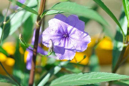 Hygrophila erecta, Purple petunia or Wild Petunia or Waterkanon, Watrakanu or Minnieroot or Iron root or purple flower or violet flowerの写真素材