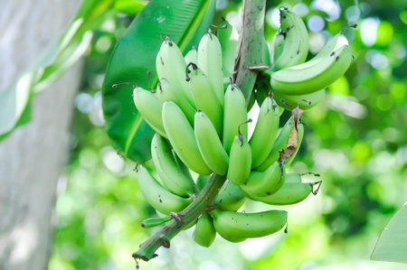 banana, Musa sapientum Linn or Kluai Khai or banana seed on the banana tree or Musaceae or Lady Finger or Pisang Mas in the orchardの写真素材