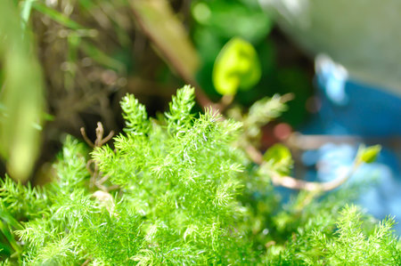 Asparagus densiflorus , ASPARAGACEAE or  Asparagus densiflorus Kunth Jessop or  Asparagus fern or fern plantの写真素材