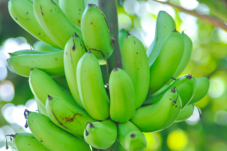 banana , Musa sapientum Linn or Kluai Khai or banana seed on the banana tree or Musaceae or Lady Finger or Pisang Mas in the orchardの写真素材