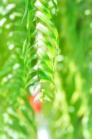 fern, Lomariopsidaceae or Nephrolepid sp or  Nephrolepis sp Cultivar plantの写真素材