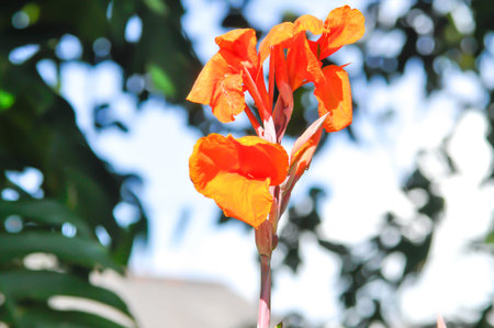Indian shot, India short plant or India shoot or Butsarana or Cannas or Canna lily or Canna indica L or CANNACEAE plant or orange flower and sky backgroundの写真素材