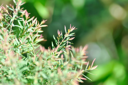 Juniperus sp, CUPRESSACEAE or pink plant or pink and green leafの写真素材