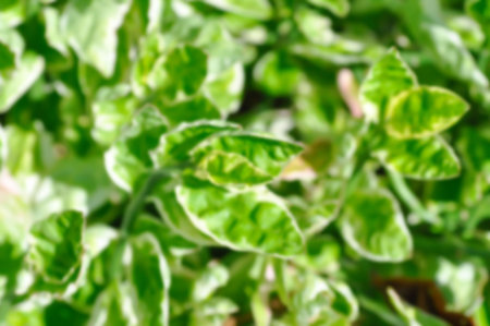 blur background or leaf background or Euphorbia tithymaloides, Euphorbia tithymaloides L or Zigzag Plant or EUPHORBIACEAE plantの写真素材