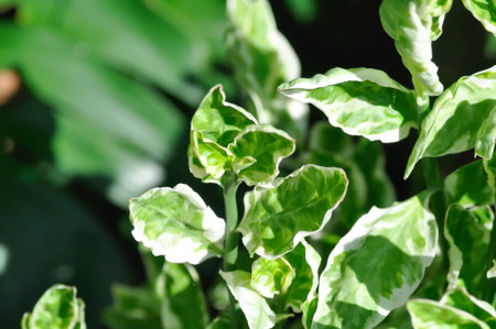 Euphorbia tithymaloides, Euphorbia tithymaloides L or Zigzag Plant or white and green leafの写真素材