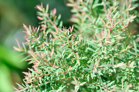 Juniperus sp, CUPRESSACEAE or pink plant or pink and green leafの写真素材