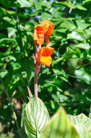 Indian shot, India short plant or India shoot or Cannas or Canna lily or Canna indica L or CANNACEAE plant or orange flower in the gardenの写真素材