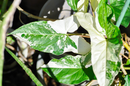 Syngonium podophyllum, Arrowhead Vine or Goosefoot Plant or Araceae or white and green leaf or bicolor leafの写真素材