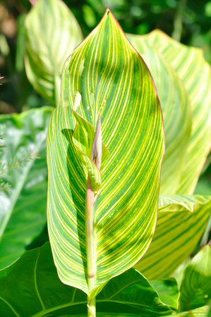 Indian shot, India short plant or India shoot or Butsarana or Cannas or Canna lily or Canna indica L or CANNACEAE plant or bicolor leafの写真素材