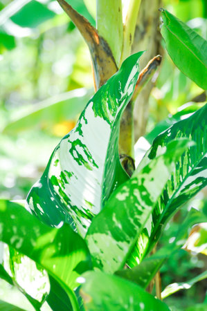 Dieffenbachia, Dumb canes or bicolor plant or white and green leafの写真素材