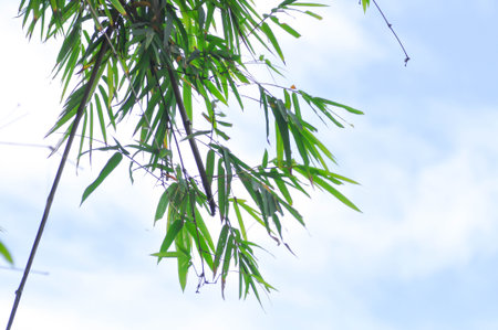 Bamboo, GRAMINEAE or POACEAE or Bambusa arundinacea Willd or Thorn Bamboo or Spiny Bamboo and sky backgroundの写真素材