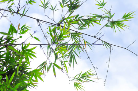 Bamboo, GRAMINEAE or POACEAE or Bambusa arundinacea Willd or Thorn Bamboo or Spiny Bamboo and sky backgroundの写真素材