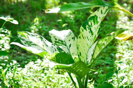 Dieffenbachia, Dumb canes or Dieffenbachia poisonous or bicolor plant or white and green leafの写真素材