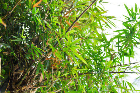 Bamboo, GRAMINEAE or POACEAE and sky backgroundの写真素材