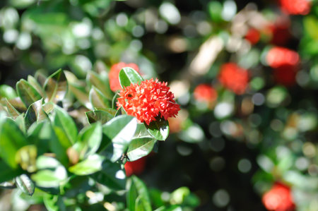 Ixora sp, Ixora or West Indian Jasmine or RUBIACEAE with red flower in the gardenの写真素材