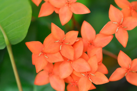 Ixora chinensis Lamk, Ixora spp or Zephyranthes or West Indian Jasmine and orange flower in the...