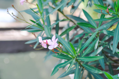 Nerium oleander, APOCYNACEAE or APOCYNOIDEAE or Nerium indicum Mill or Nerium odorum Aiton or Nerium...