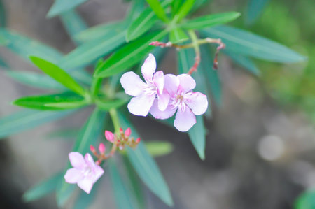 Nerium oleander, APOCYNACEAE or APOCYNOIDEAE or Nerium indicum Mill or Nerium odorum Aiton or Nerium...