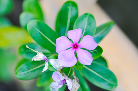 ludwigia adscendens , West Indian paeriwinkle or Catharanthus roseus or Vinca or Old maid or Madagasgar periwinkle or pink flowerの写真素材