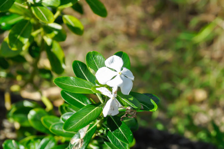 ludwigia adscendens , West Indian paeriwinkle or Catharanthus roseus or Vinca or Old maid or Madagasgar periwinkle or white flowerの写真素材