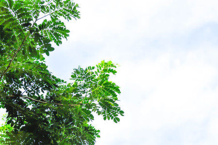 Rain tree or Samanea saman plant