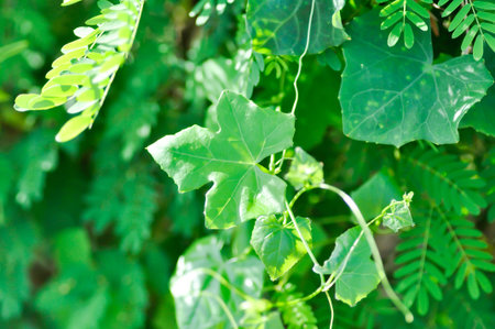 Ivy gourd , Coccinia grandis or CUCURBITACEAE plant