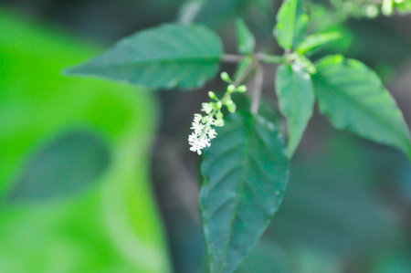 Rivina humilis, Blood Cherry or Coral Berry or  Rough Plant or  Phytolaccaceae plant and flower on...
