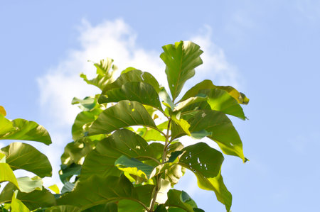 Tectona grandis, Teak or teak plant or teak leaf and sky backgroundの写真素材