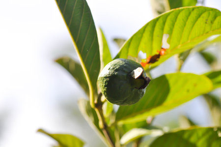 guava tree, MYRTACEAE or Psidium guajava Linn or guava fruit on the treeの写真素材