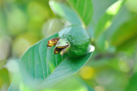 guava tree, MYRTACEAE or Psidium guajava Linn or guava fruit on the treeの写真素材