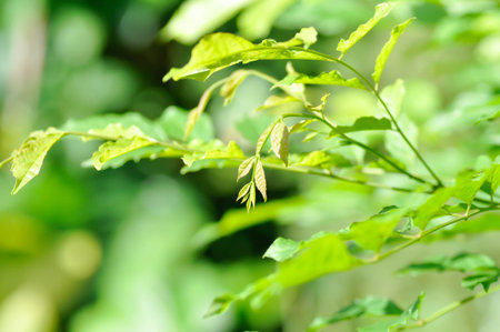 Trumpet vine plant,  Yellow bell or Yellow elder plant in the garden